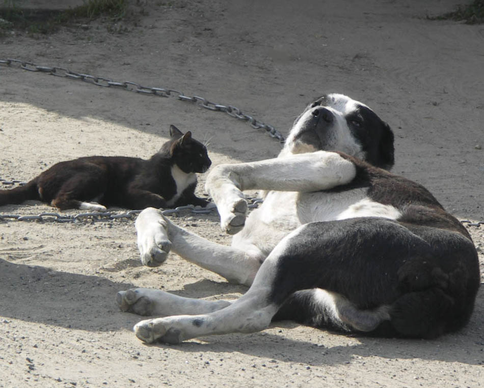 photo "***" tags: nature, pets/farm animals