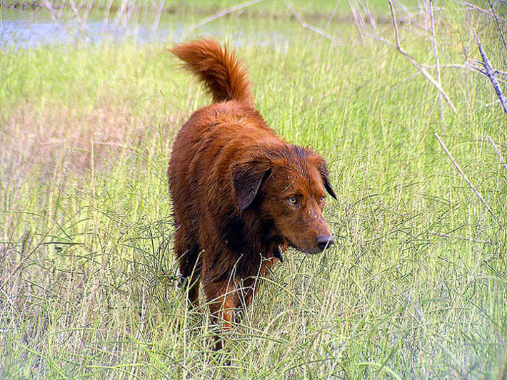 фото "Portrait of Kirby, Photdography assistant" метки: путешествия, природа, Северная Америка, домашние животные