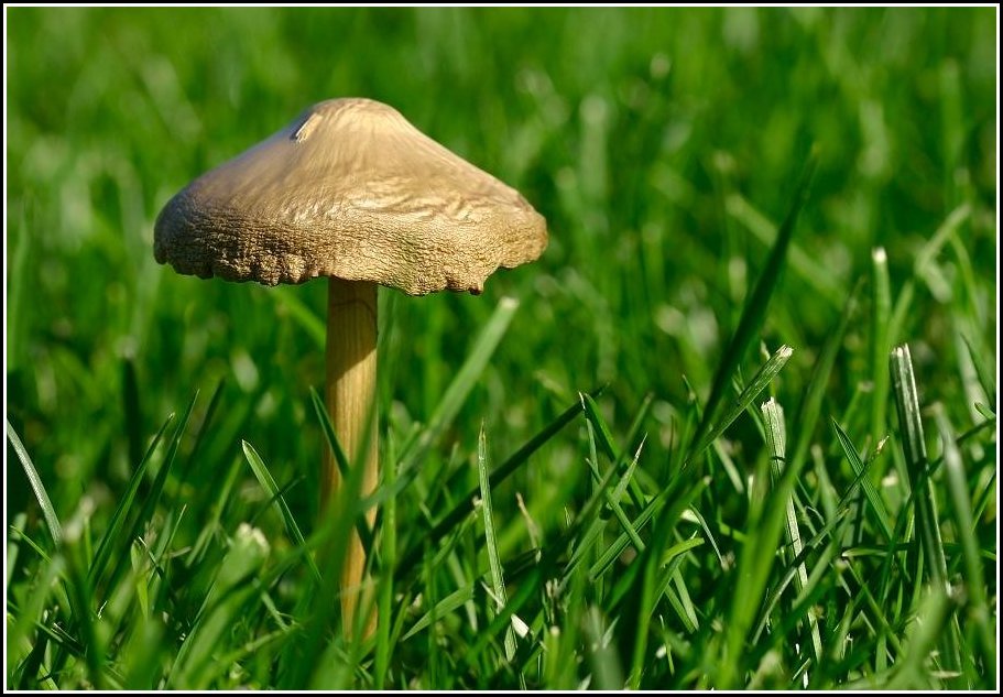 photo "Golden mushroom" tags: nature, flowers