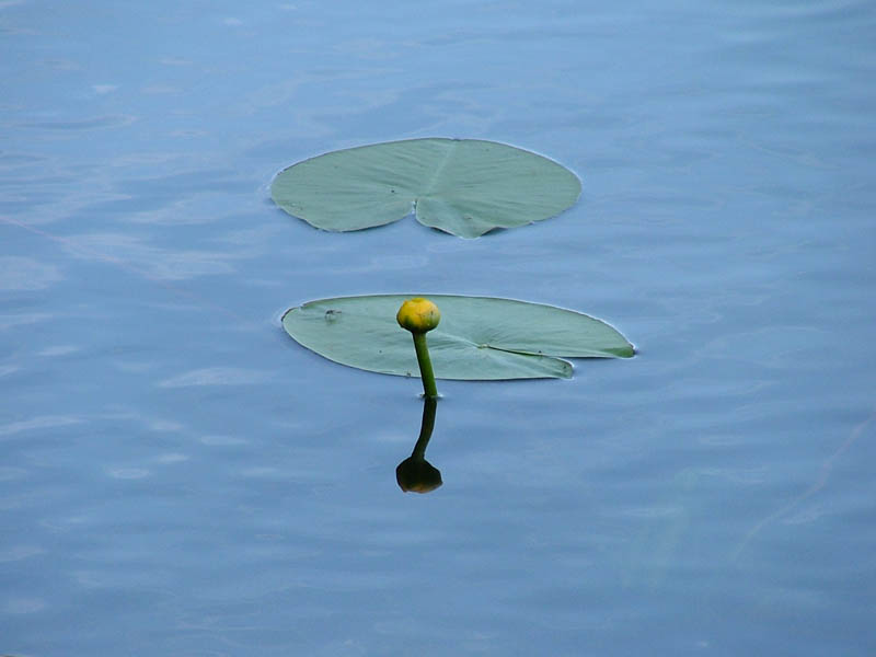 photo "Lonely" tags: nature, flowers