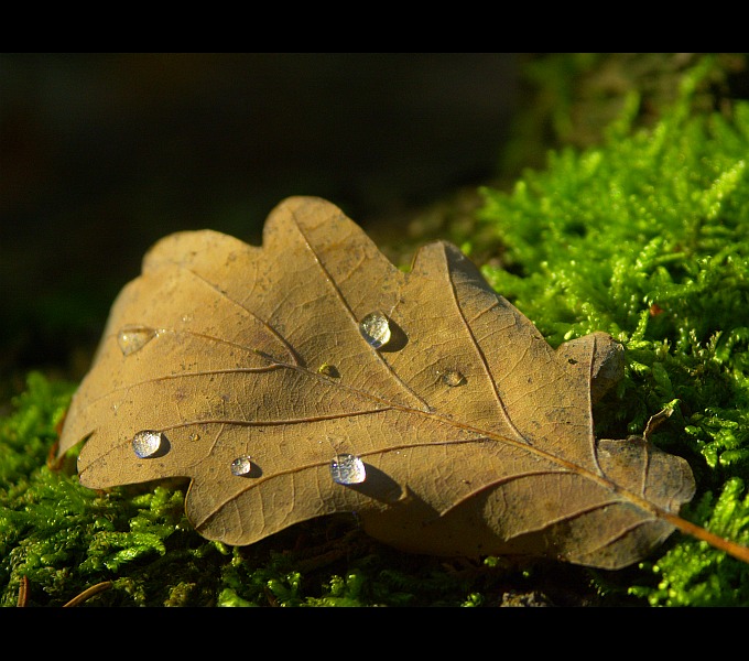 photo "Gold and daisy of the fall #2" tags: nature, macro and close-up, 