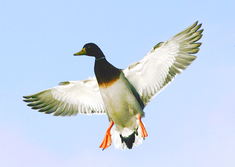 photo "mallard in flight" tags: nature, wild animals