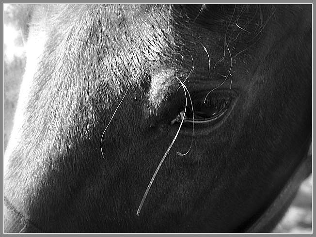 фото "...из под ресниц..." метки: природа, домашние животные