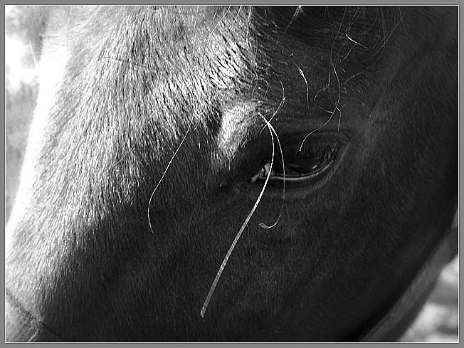 photo "...from under lashes..." tags: nature, pets/farm animals