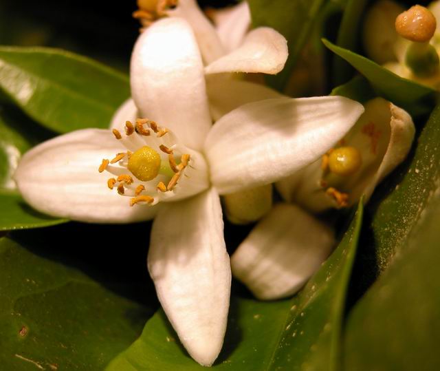 photo "Lemon flower" tags: nature, macro and close-up, flowers