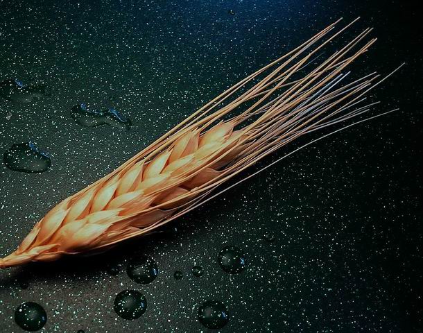 фото "wheat" метки: природа, макро и крупный план, цветы
