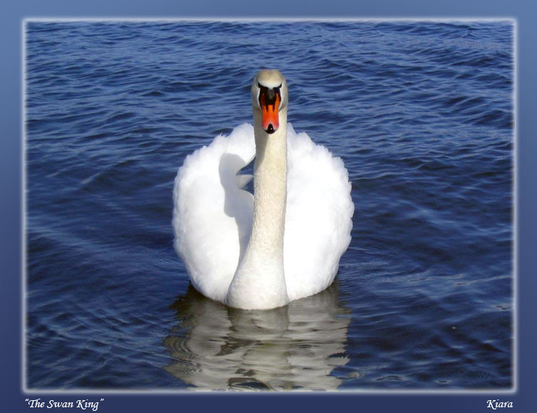 photo "The Swan King" tags: nature, landscape, water, wild animals