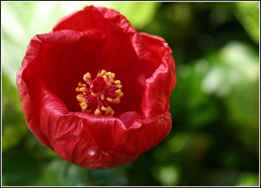 фото "The red poppy" метки: природа, цветы