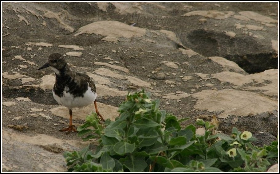 фото "The little seagull" метки: природа, 