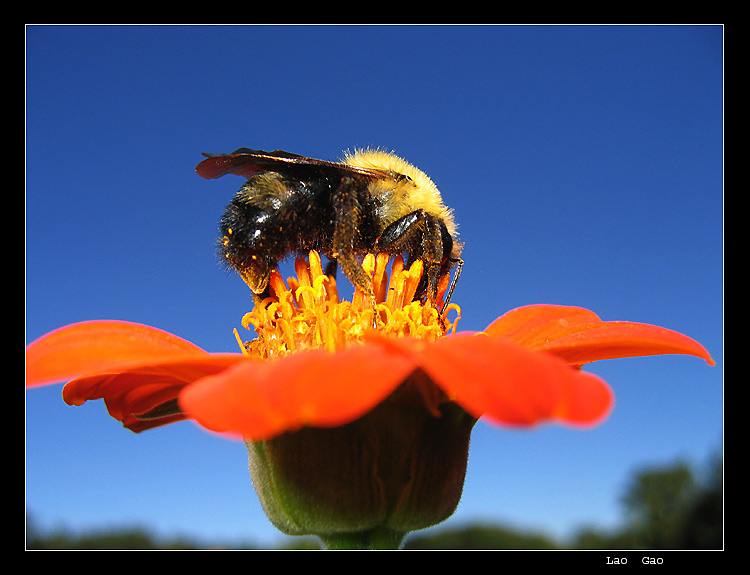 photo "bee and flower" tags: nature, flowers, insect