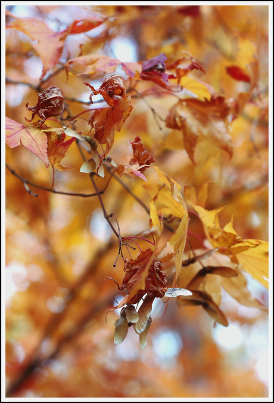 photo "Autumn" tags: landscape, 