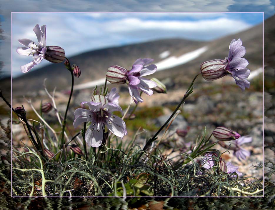 фото "On a wind" метки: природа, макро и крупный план, цветы