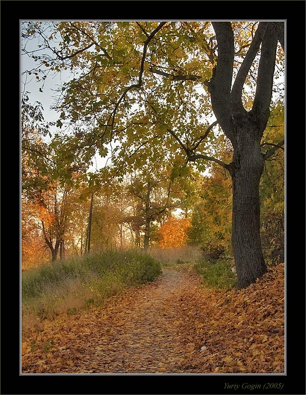 photo "Autumn path" tags: landscape, autumn, forest