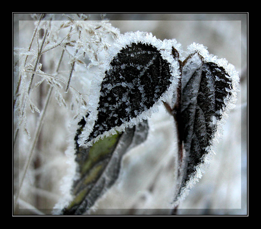 фото "~ *** ~" метки: природа, макро и крупный план, цветы