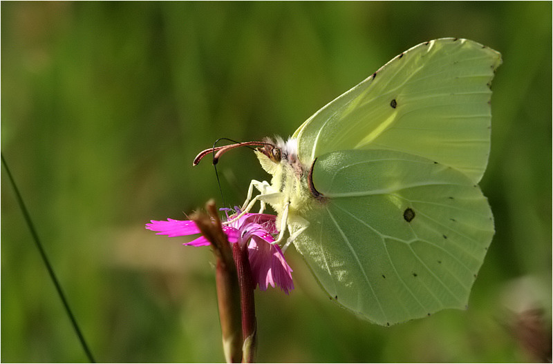 photo "***" tags: nature, insect