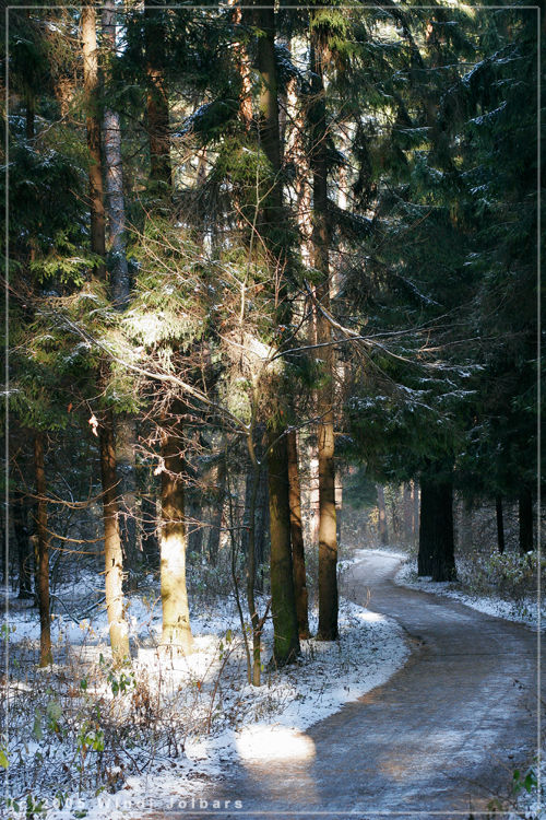 фото "Road of sun" метки: пейзаж, зима, лес