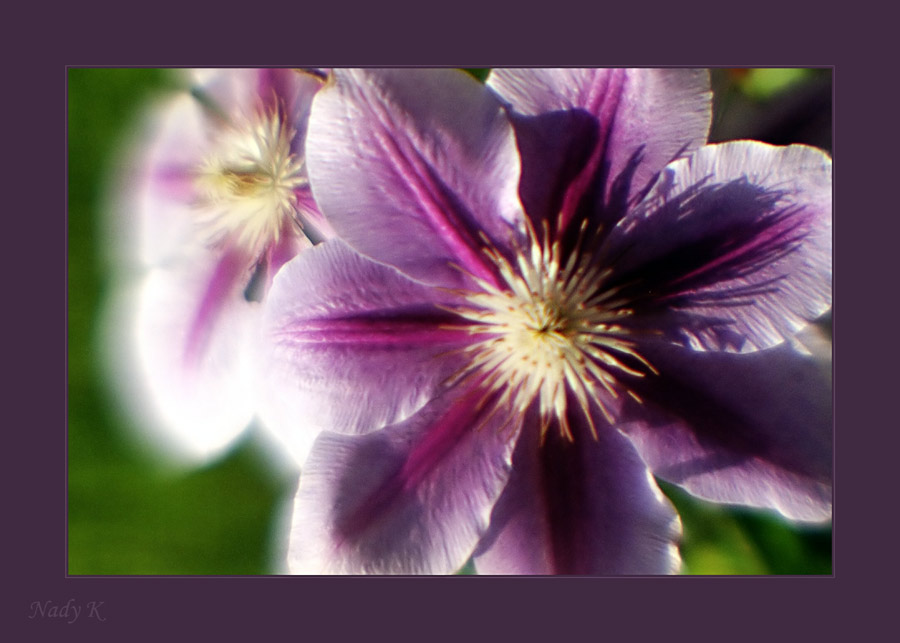photo "About the big eyes" tags: nature, flowers