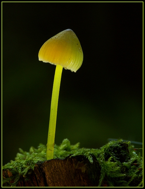 photo "Night lamp" tags: macro and close-up, nature, 