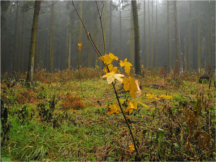 photo "Be happy to last leaflets..." tags: landscape, autumn