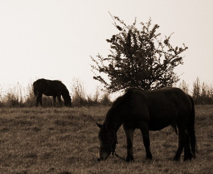 фото "Horses" метки: природа, домашние животные