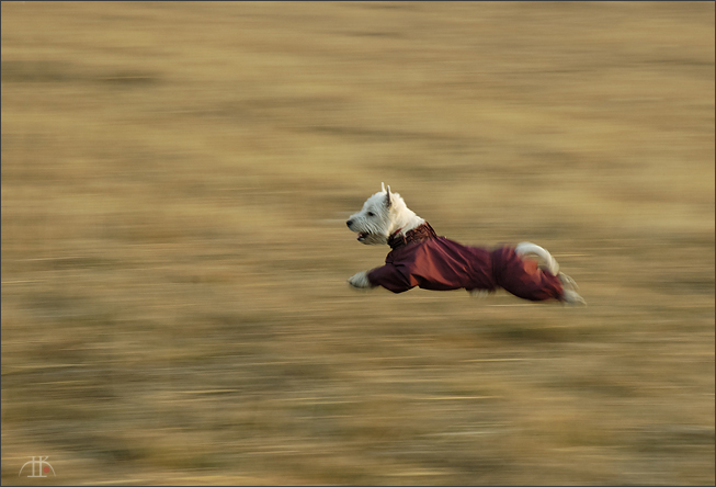 фото "Flying over the Cuckoo nest" метки: природа, дикие животные, домашние животные