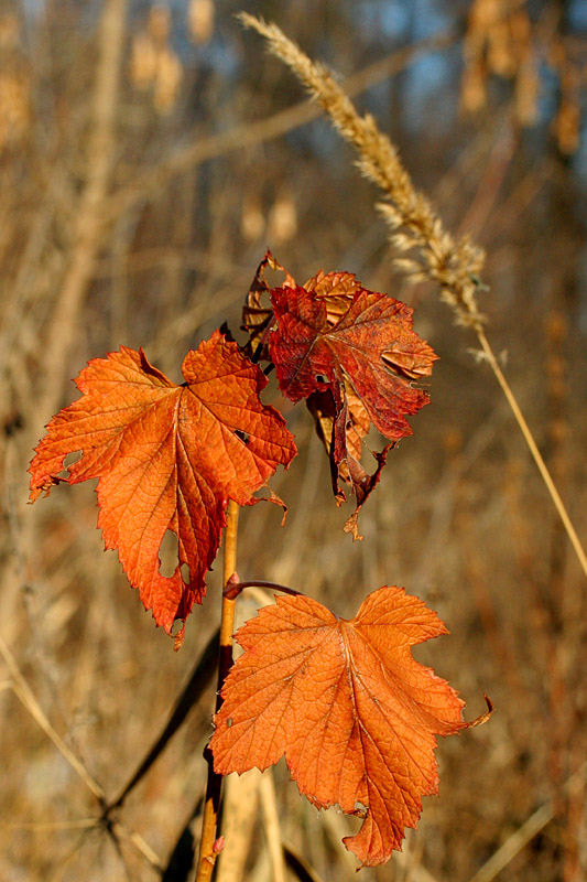 photo "Till the spring" tags: nature, autumn