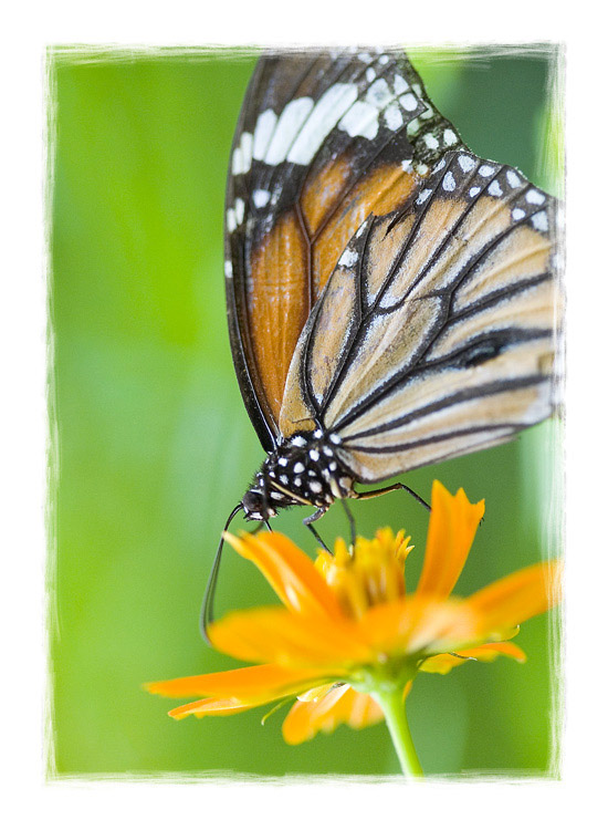 фото "Butterfly Garden - Thailand" метки: природа, макро и крупный план, насекомое