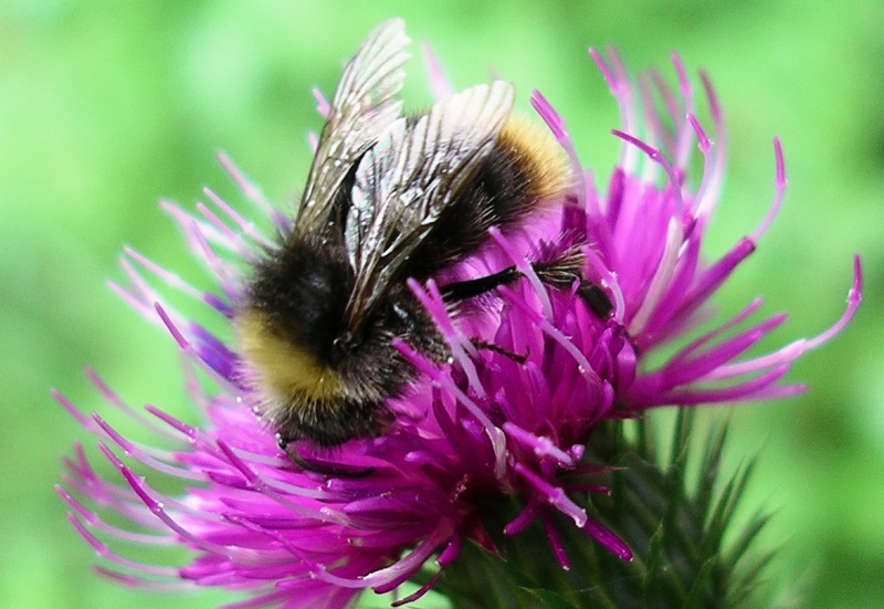 photo "thistle with bumblebee" tags: nature, macro and close-up, insect