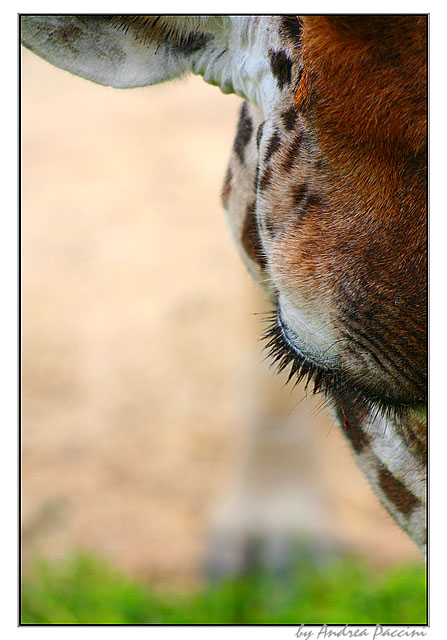 photo ""Eyelashes"" tags: nature, wild animals