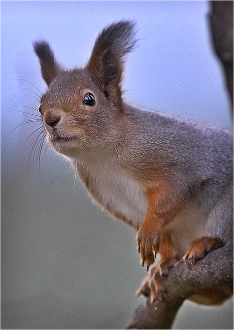 фото "Cloudy day squirrel" метки: природа, портрет, дикие животные