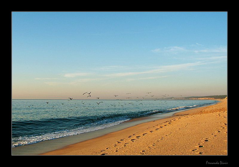 photo "Flying in the beach" tags: nature, landscape, water, wild animals