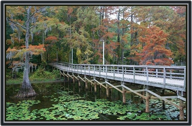 photo "Dock at Caddo Lake" tags: landscape, autumn