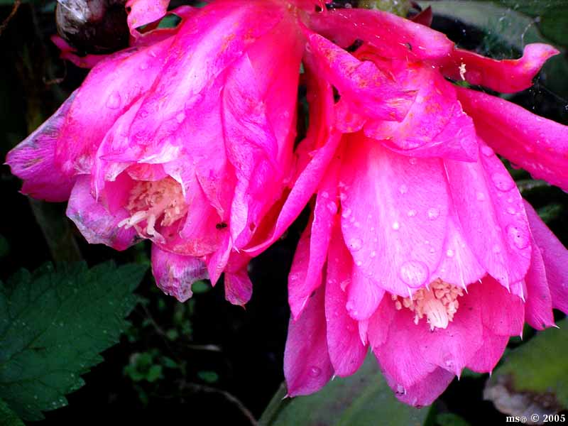 photo "***" tags: nature, macro and close-up, flowers