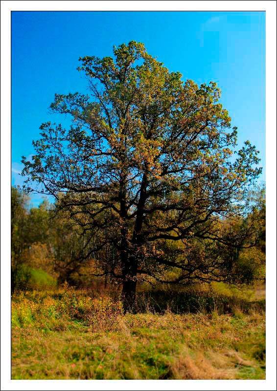 photo "Oak" tags: landscape, forest