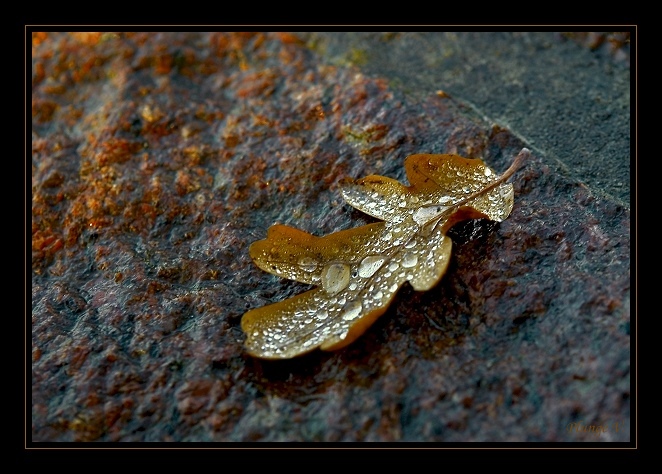 photo "Morning drops..." tags: landscape, nature, autumn