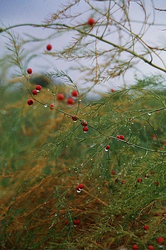 photo "First drops" tags: landscape, nature, autumn, flowers