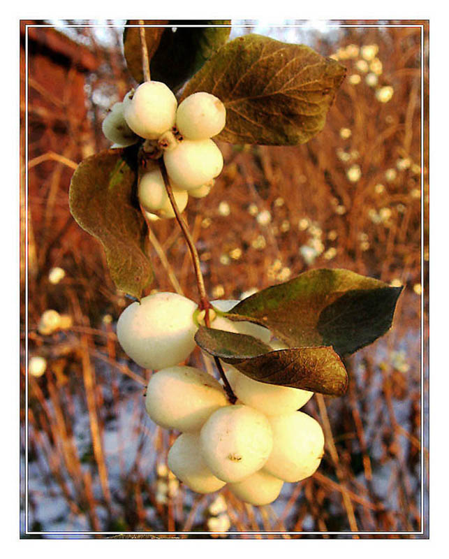 фото "снежная ягода" метки: природа, макро и крупный план, цветы