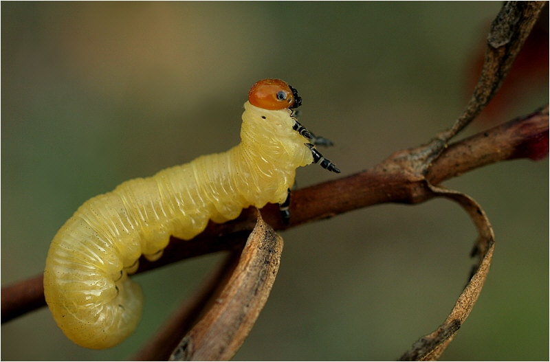 photo "***" tags: nature, insect