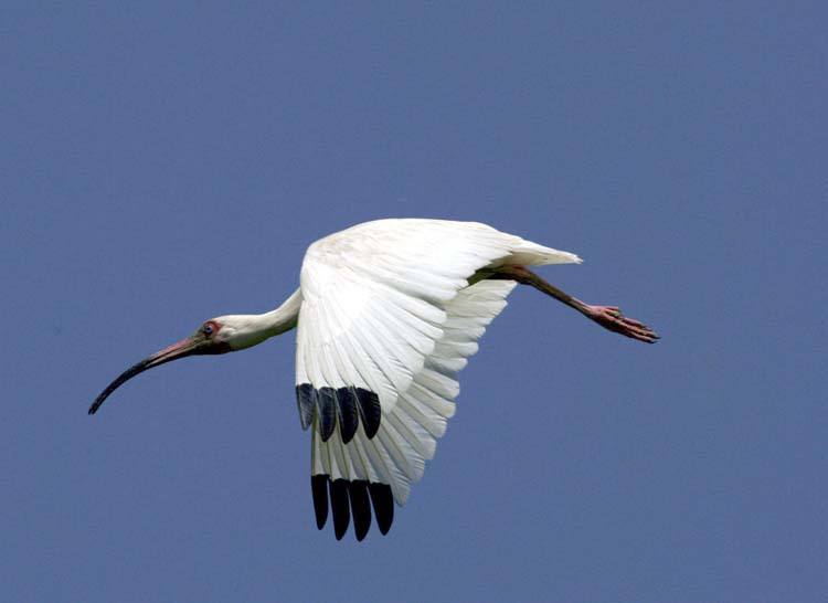 photo "white ibis in flight" tags: nature, wild animals