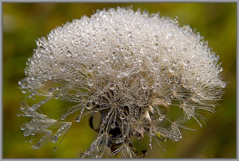 photo "The crystal world." tags: macro and close-up, nature, flowers