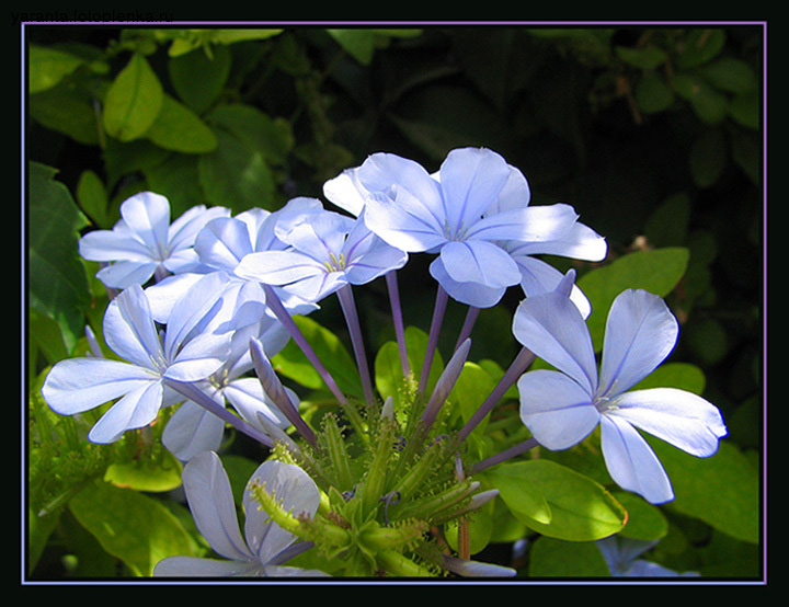 photo "With a habit of Spring..." tags: nature, travel, Africa, flowers