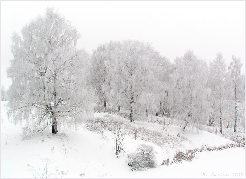 photo "White photo" tags: landscape, winter