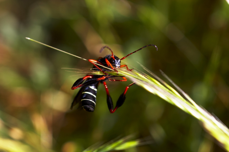 фото "Wasp" метки: природа, макро и крупный план, насекомое