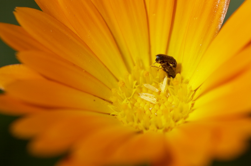 photo "Spring love" tags: nature, flowers, insect