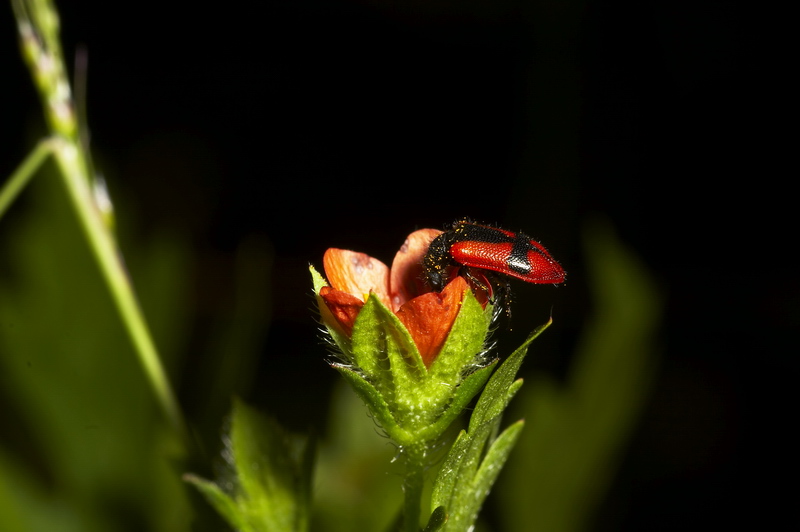 photo "Red beetle" tags: nature, macro and close-up, flowers