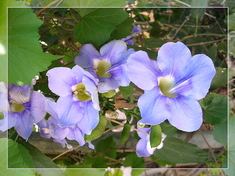 photo "***" tags: macro and close-up, 