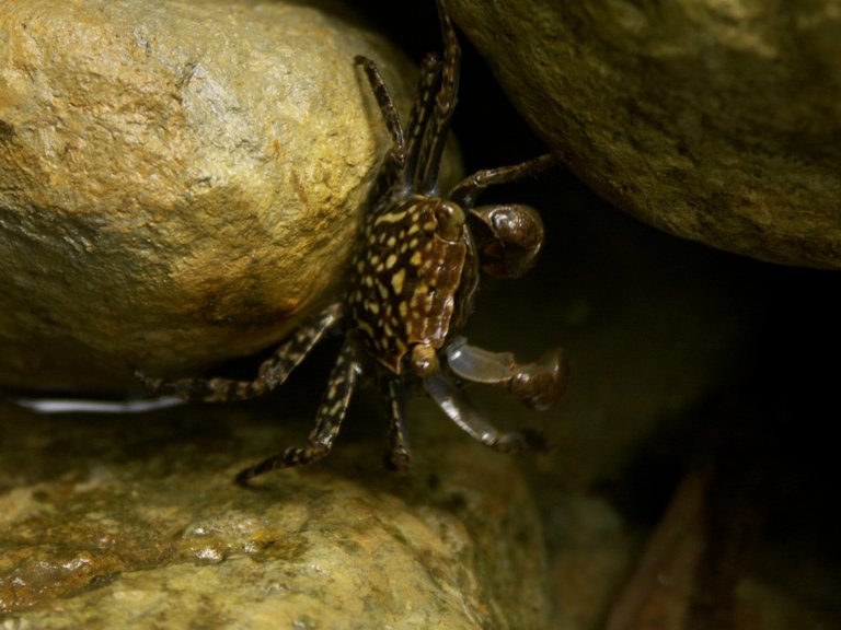 photo "Tropic of Cancer" tags: nature, travel, South America, insect