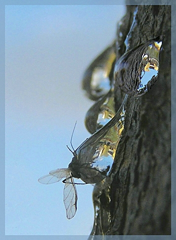 photo "Droplets of pitch" tags: nature, macro and close-up, 