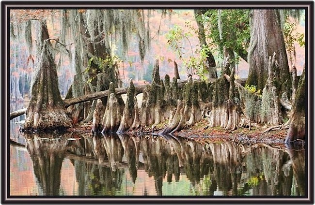 фото "Cypress Tree Roots" метки: пейзаж, осень