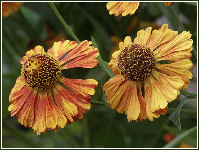 photo "Ballerinas" tags: nature, macro and close-up, flowers